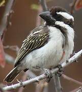 Black-throated Barbet