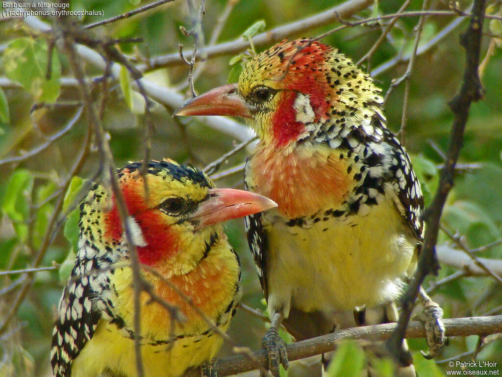 Red-and-yellow Barbet