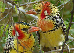 Red-and-yellow Barbet