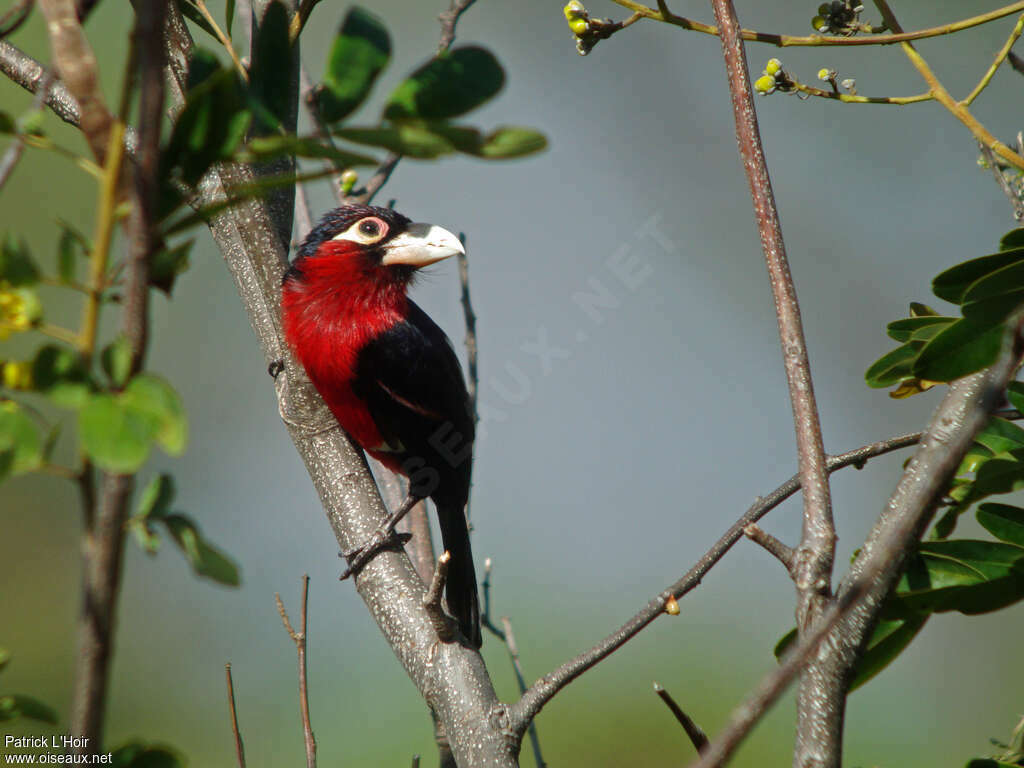 Double-toothed Barbetadult