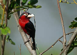 Double-toothed Barbet