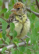 D'Arnaud's Barbet