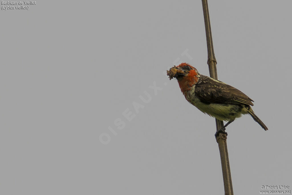 Vieillot's Barbet