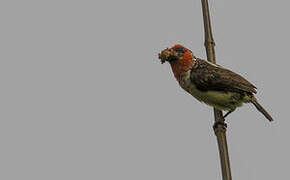 Vieillot's Barbet