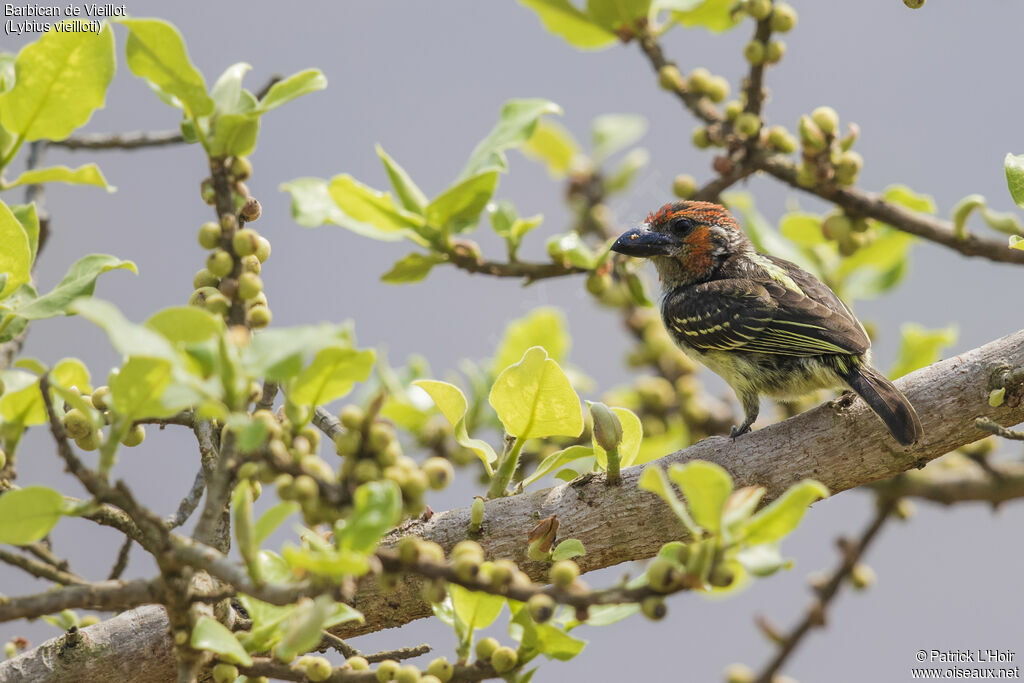 Vieillot's Barbet