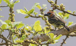 Vieillot's Barbet