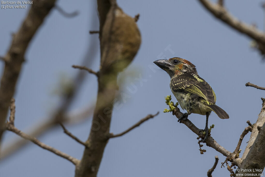 Vieillot's Barbet