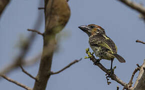 Vieillot's Barbet