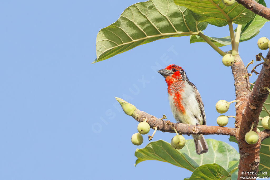 Vieillot's Barbet