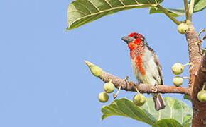 Vieillot's Barbet