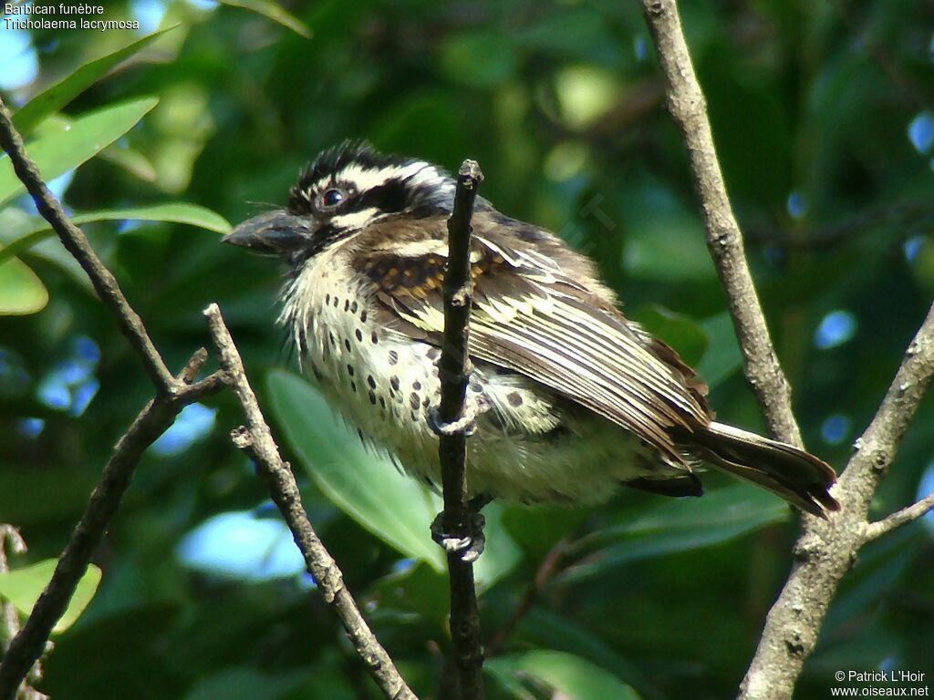 Spot-flanked Barbet female adult, Behaviour