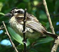 Spot-flanked Barbet