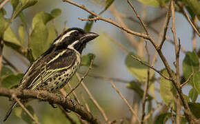 Spot-flanked Barbet