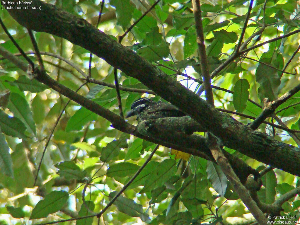 Hairy-breasted Barbet