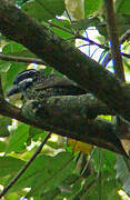 Hairy-breasted Barbet