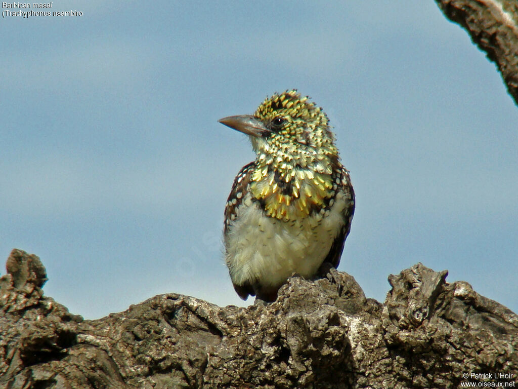 D'Arnaud's Barbet (usambiro)