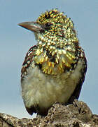 Usambiro Barbet