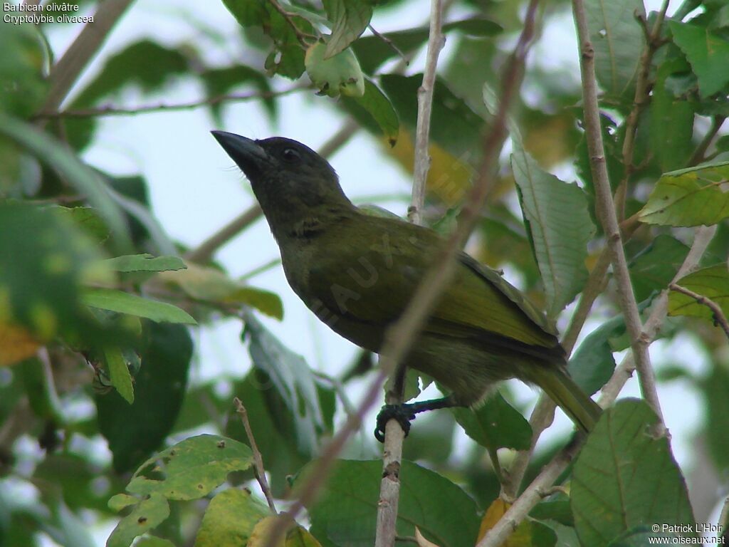 Green Barbetadult, identification