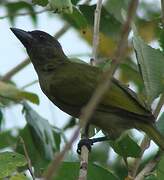 Green Barbet