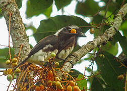 White-eared Barbet