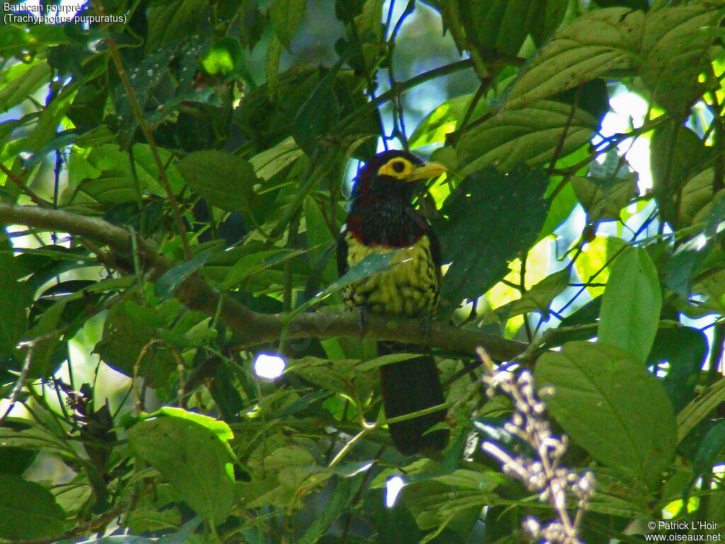 Yellow-billed Barbet