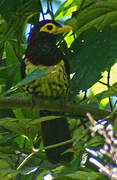 Yellow-billed Barbet