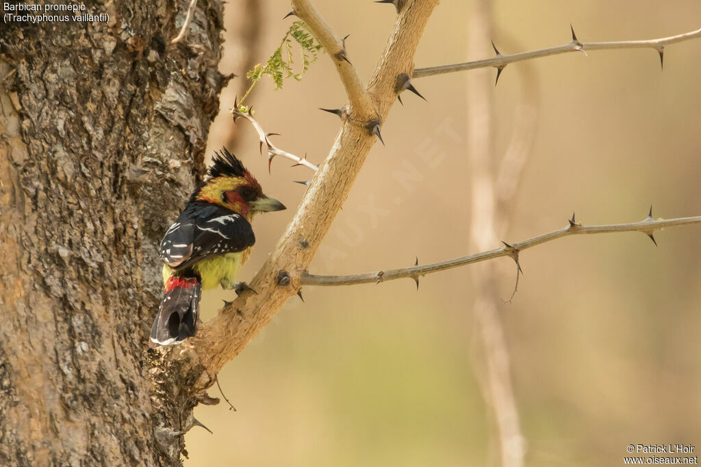 Crested Barbetadult, Reproduction-nesting