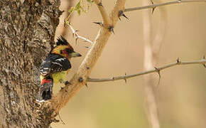 Crested Barbet