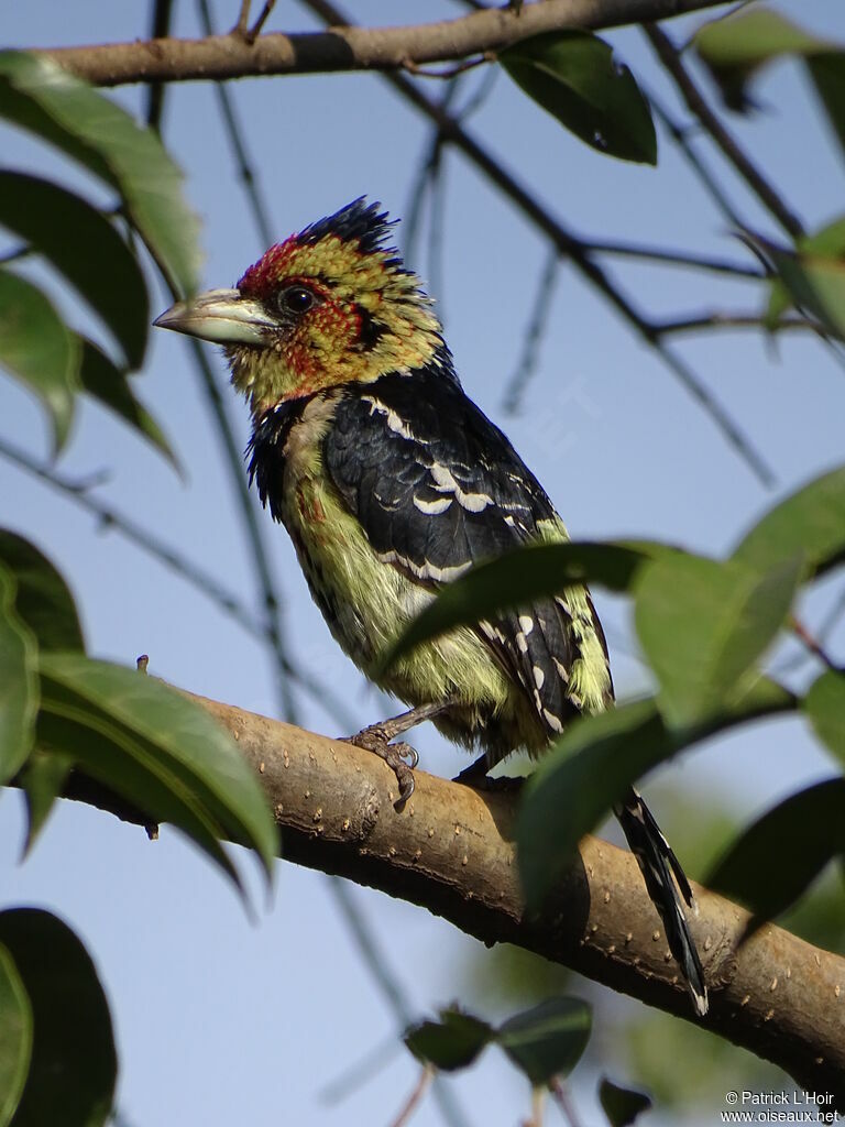 Crested Barbet