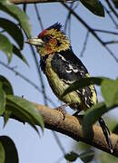 Crested Barbet