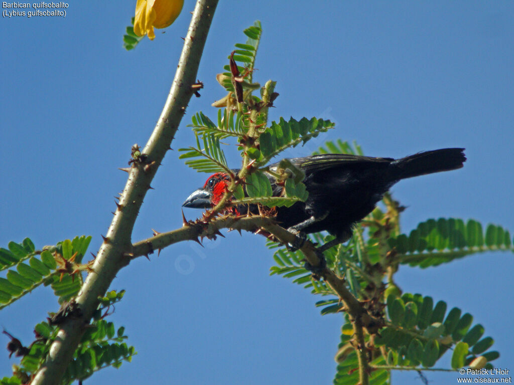 Black-billed Barbet