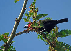 Black-billed Barbet