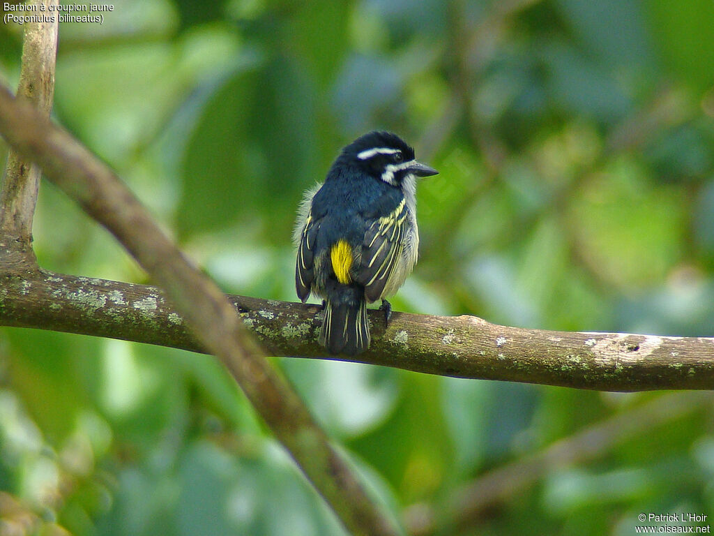 Yellow-rumped Tinkerbird