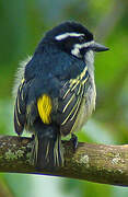 Yellow-rumped Tinkerbird