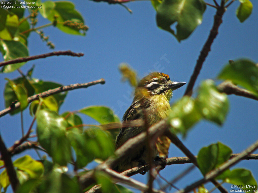 Yellow-fronted Tinkerbird