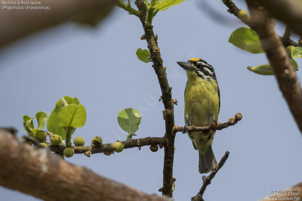 Yellow-fronted Tinkerbird