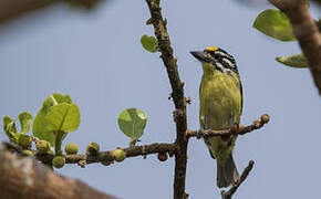 Yellow-fronted Tinkerbird