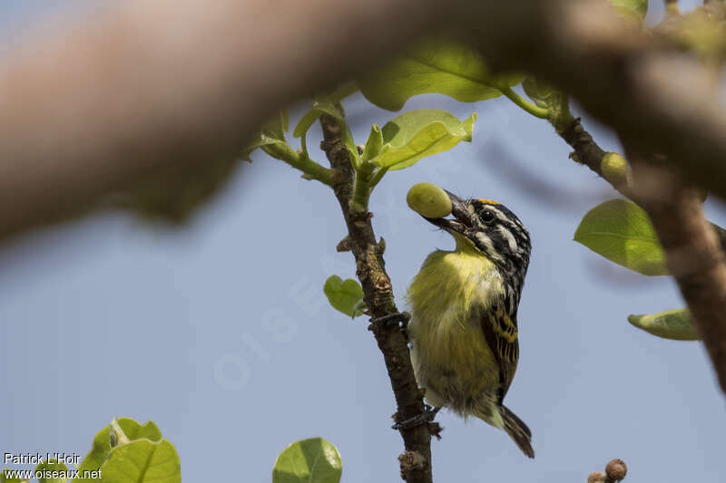 Yellow-fronted Tinkerbirdadult, feeding habits