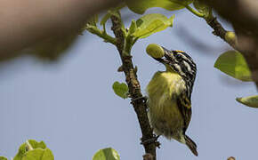 Yellow-fronted Tinkerbird