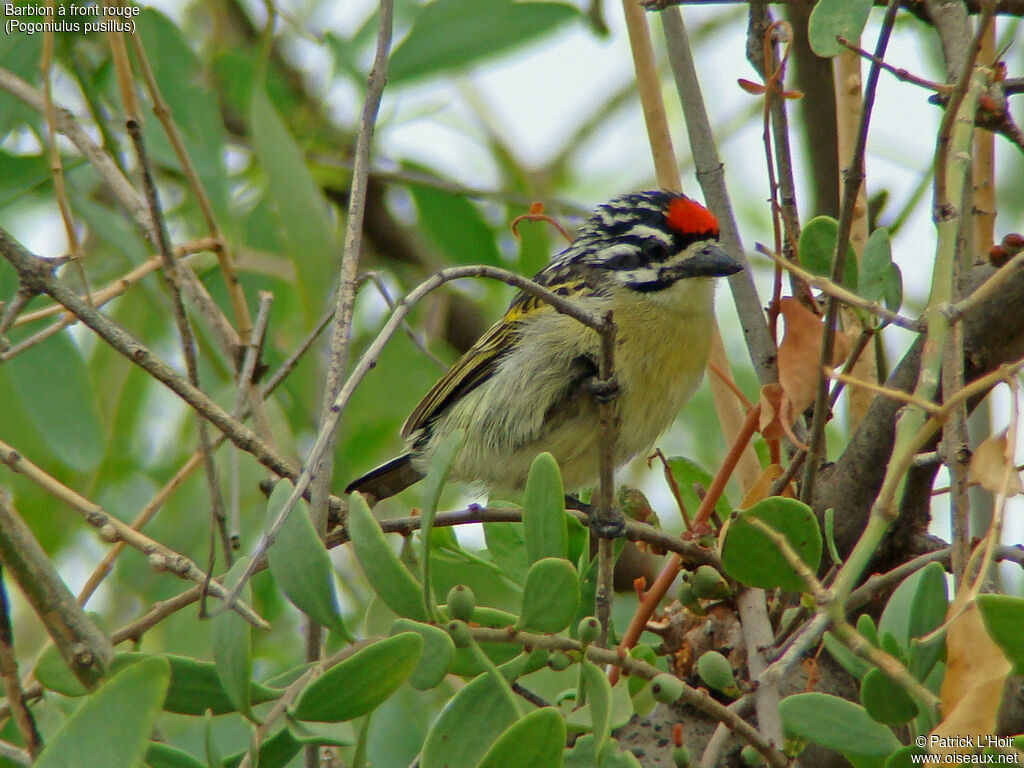 Red-fronted Tinkerbird