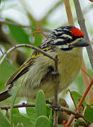 Southern Red-fronted Tinkerbird