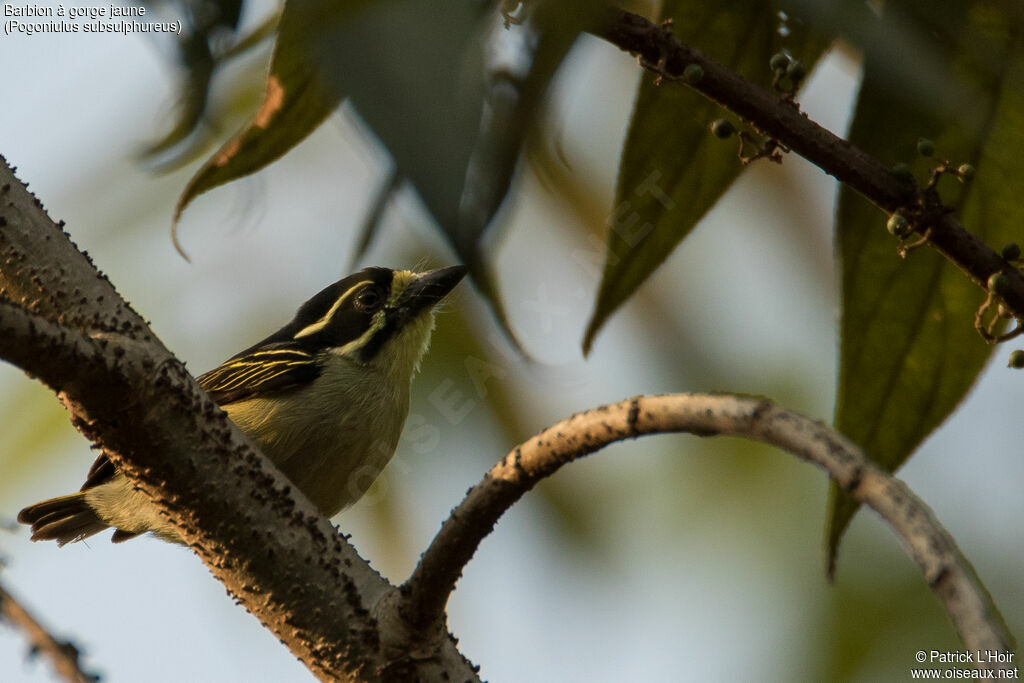 Yellow-throated Tinkerbirdadult