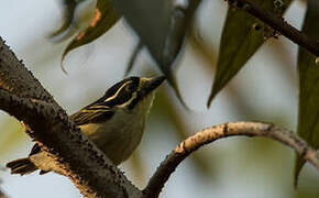 Yellow-throated Tinkerbird