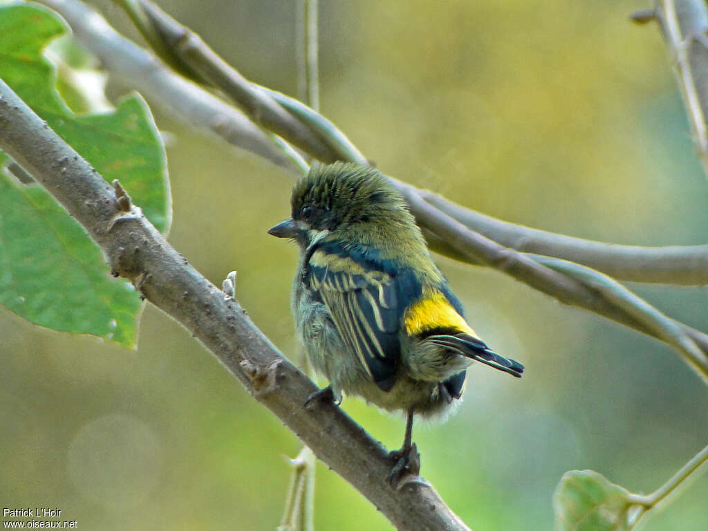 Moustached Tinkerbird, pigmentation