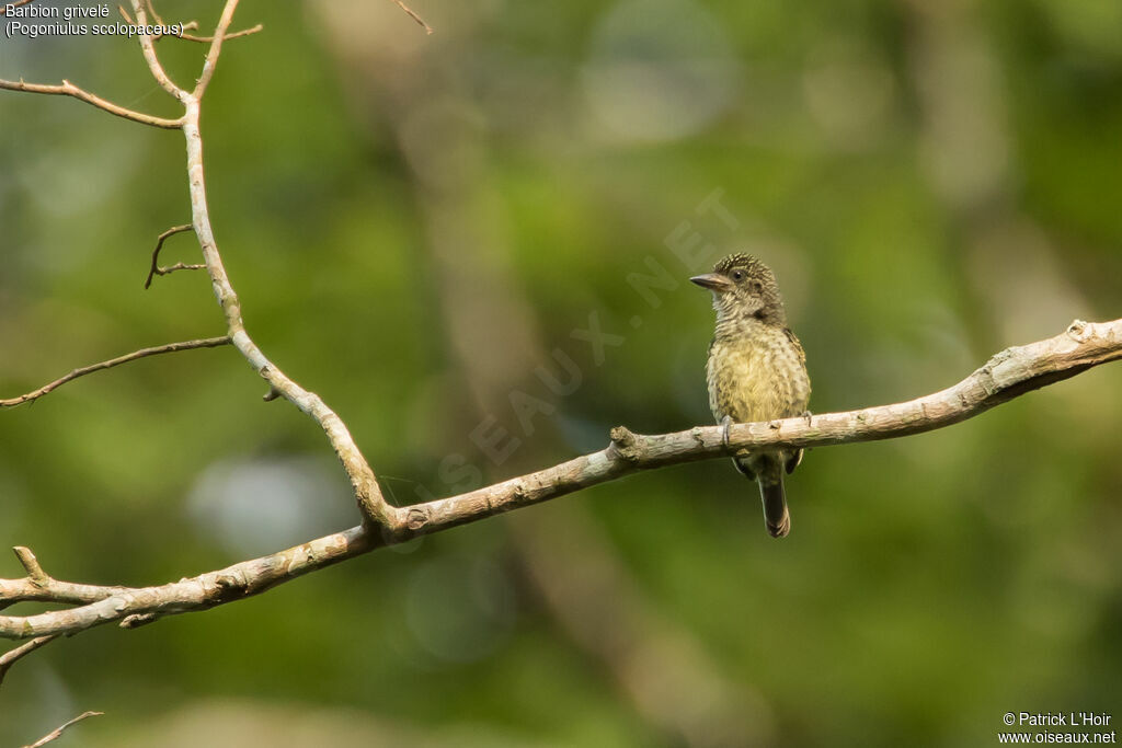 Speckled Tinkerbirdadult