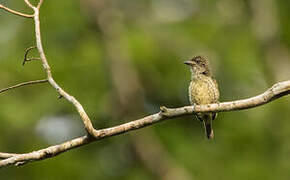 Speckled Tinkerbird