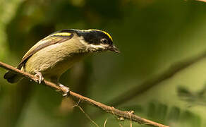 Western Tinkerbird