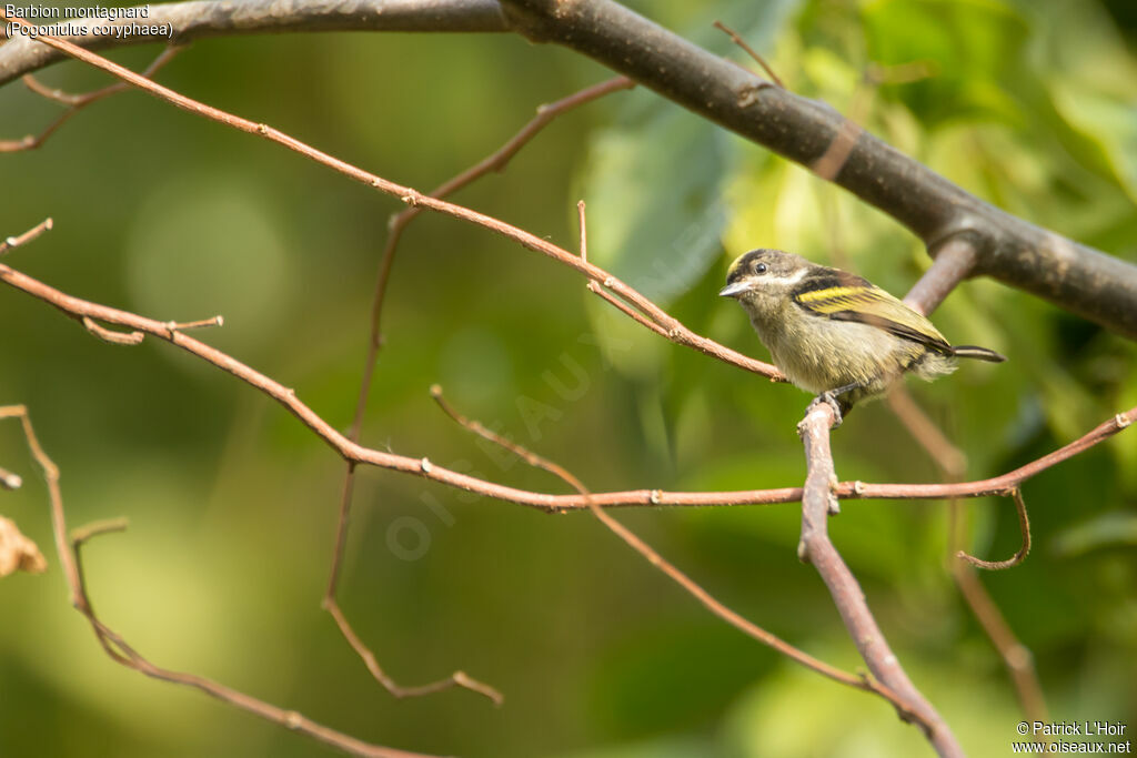 Western Tinkerbirdadult