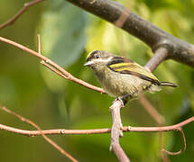 Western Tinkerbird