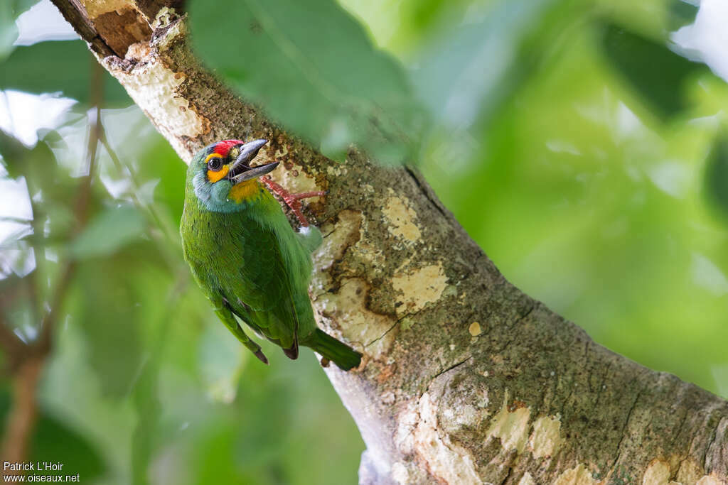 Crimson-fronted Barbetadult